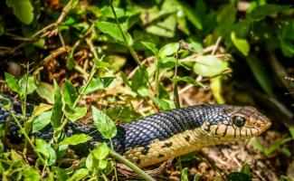 How to deal with snakes in a summer cottage once and again