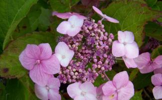 What to do if hydrangea has yellowed leaves: reasons for changing the color of leaf plates and helping tea leaves Why are the leaves of garden hydrangea pale?