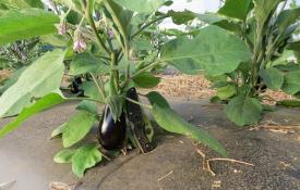 How to grow an eggplant in a greenhouse
