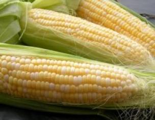If you plant corn in different regions of Russia and Ukraine If you harvest corn in Siberia at the dacha