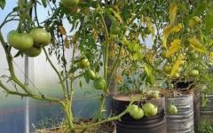 Roșii la bochtsi.  Karkolomnі vrozhаї.  Perevagi și descrie metoda de cultivare a roșiilor la bochtsi Chi poate fi plantat pomidori de către bochtsi