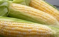 Коли садять кукурудзу в різних регіонах Росії та України Коли прибирати кукурудзу в сибіру на дачі