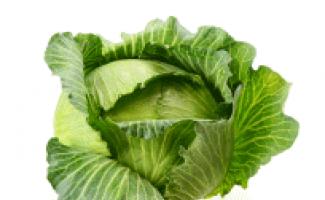 Planting cabbage in wet soil – important nuances of growing for beginners.