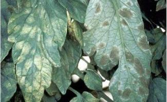 White spots on tomato leaves: reasons why there is a white coating on tomatoes