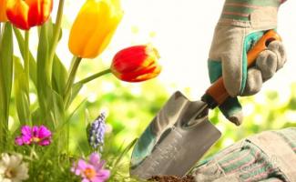 When and how do you prepare tulips and daffodils in the spring?
