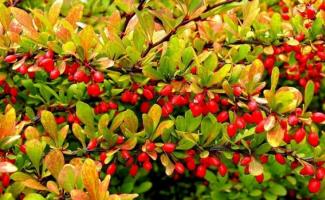 Decorative barberry, planting and consideration