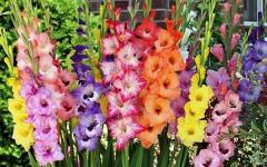 When to plant gladioli in the spring