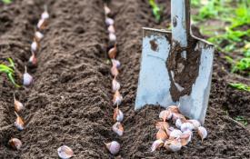 Що можна посадити на грядці після суниці чи полуниці, щоб відновити ґрунт