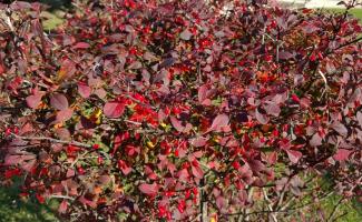 Barberry: planting and observation, propagation and power